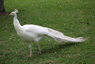 Where does the white peacock live?