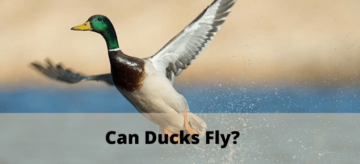 can ducks fly
