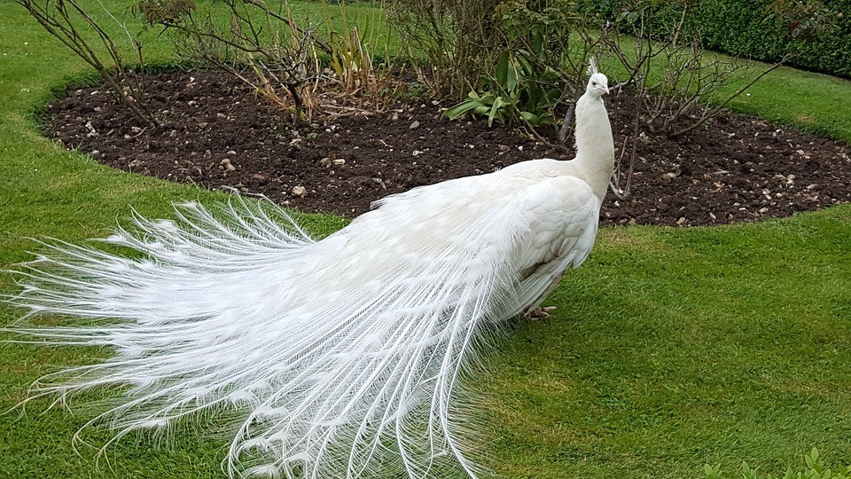 What Are Albino Peacock Or White Peacock ?