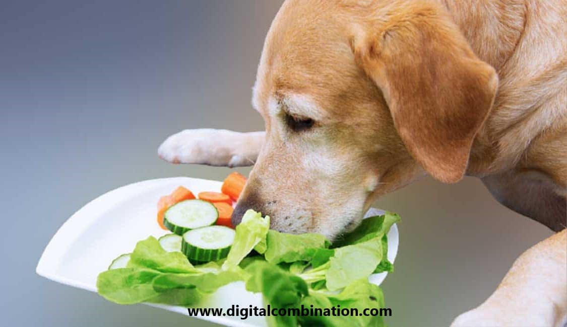 Can dogs have celery? is It Good For Dogs? - Digital Combination