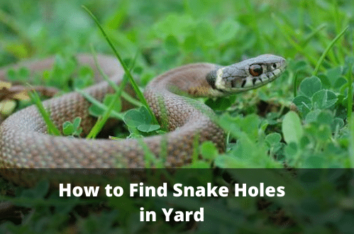 How to Find Snake Holes in Yard