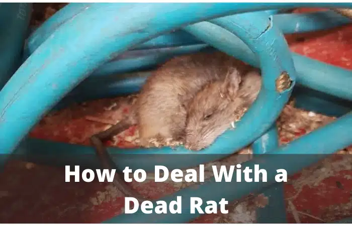 dead rat